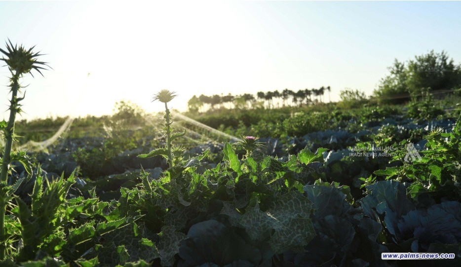 الزراعة: الموسم الحالي سيكون مثمراً